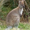 Klokan rudokrky - Macropus rufogriseus - Bennett's wallaby 5471